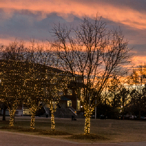 lights on trees in the quad at sunset