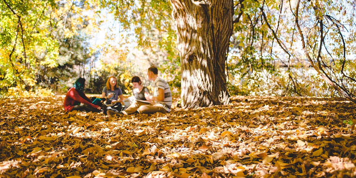 students study under willow tree in fall
