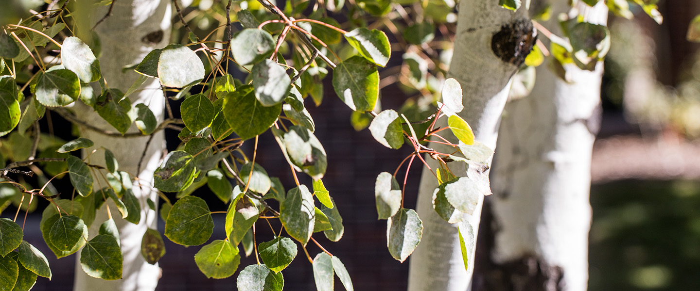 birch tree leaves in sun