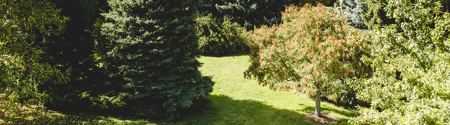 trees on campus