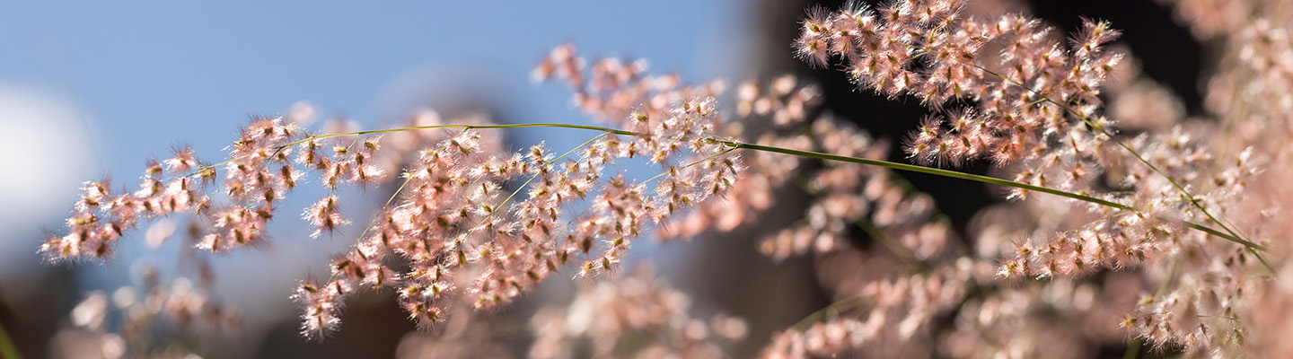 pink grasses at the botanic gardens
