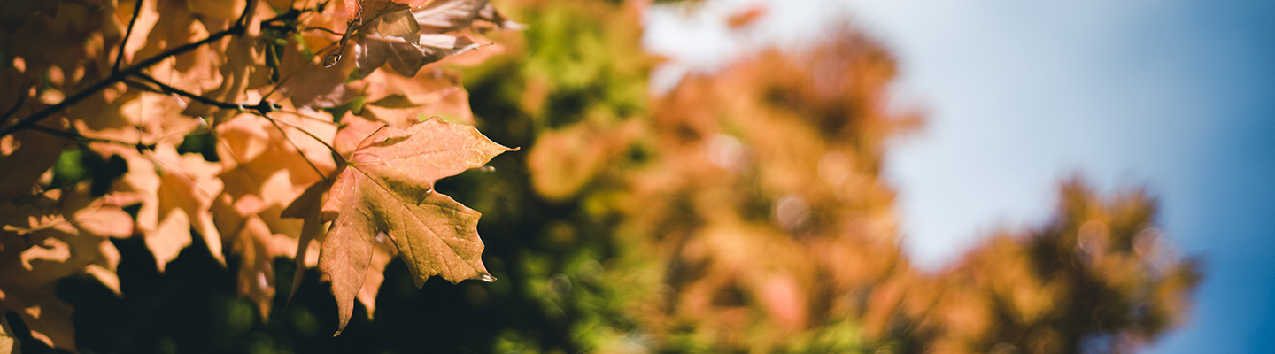 orange fall leaves and branches