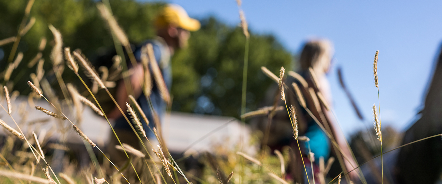 students walking through sustainability gardens