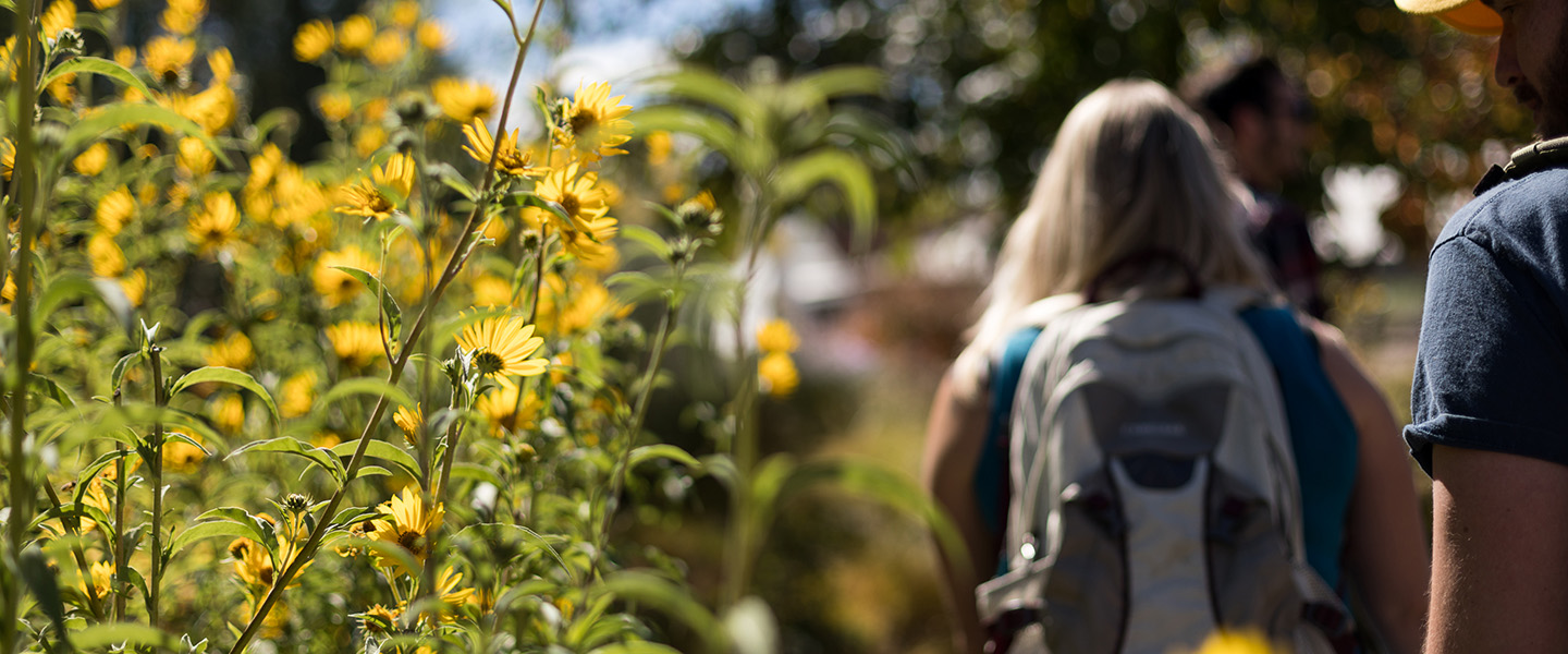 students walk in sunshine beside blackeyed susans