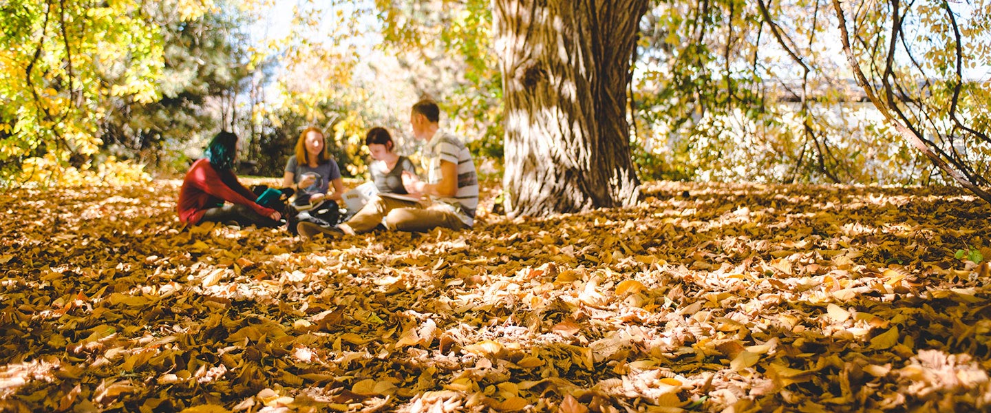 students study under large weeping elm tree