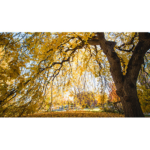 large photo taken underneath the canopy the state champion weeping elm tree while it is showing off it's striking gold fall foliage