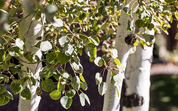 aspen trees and leaves