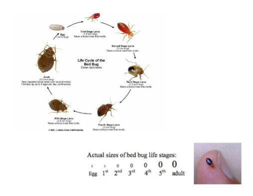 Big Lifecycle