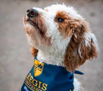 A close-up shot of a fluffy, white and brown dog looking upward while wearing a navy blue Regis University bandana.