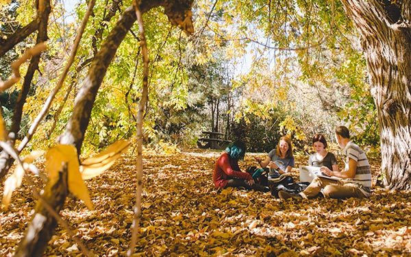 students studying under tree on campus