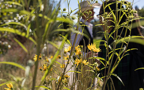 people viewed in the background behind yellow flowers