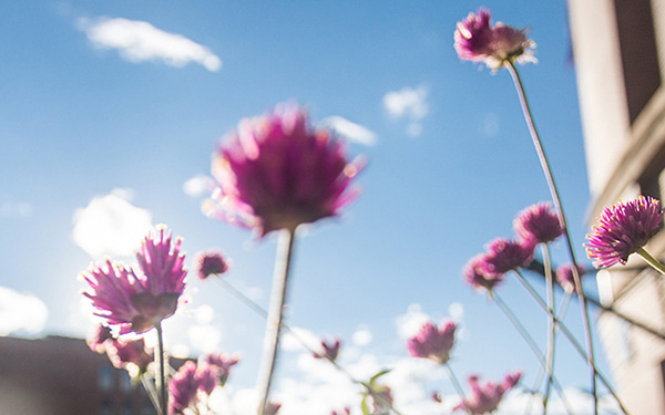 Picture of flowers from the perspective of below them. The blue sky is seen in the background