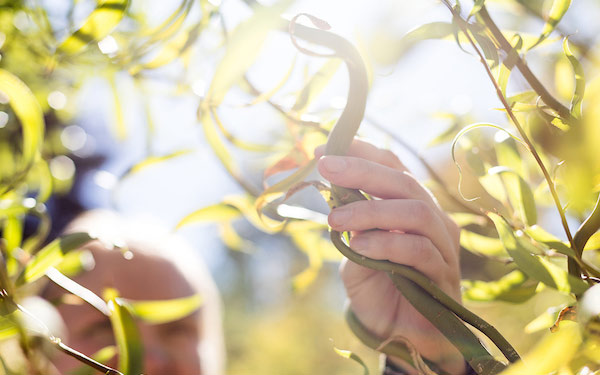 hands grasp leafy vines