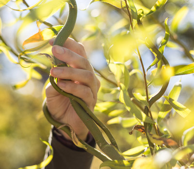 Hand reaching for plant to pluck from vine and foliage