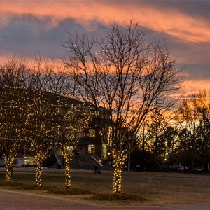 lights on trees during colorful sunset