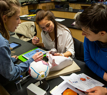 Regis University students studying eye anatomy using models and diagrams