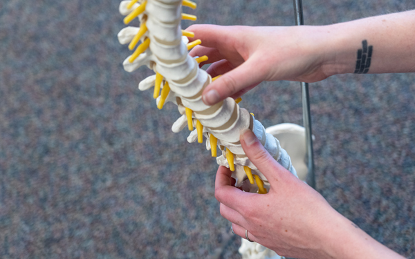 A person examines a spine model, holding it with both hands