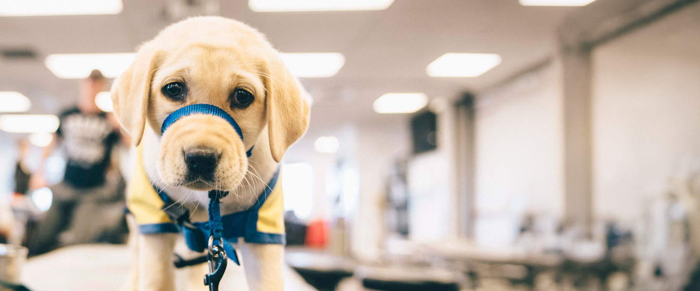 Puppy in training for Canine Companions wearing a harness on a table