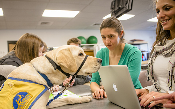 Handsome golden retriever greeting students in a classroom