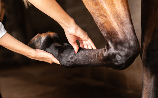 A person's hands gently hold a horse's raised hoof in a stable