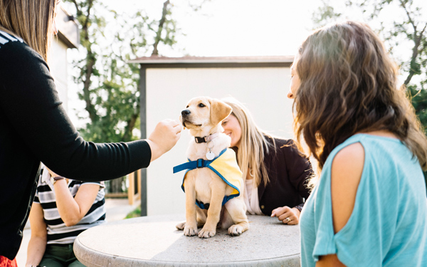 A young dog in a blue and yellow training vest sits on a round outdoor table surrounded by four people smiling