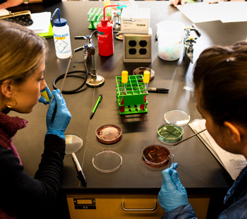 Students analyzing samples in petri dishes using lab equipment during a biology or microbiology experiment.