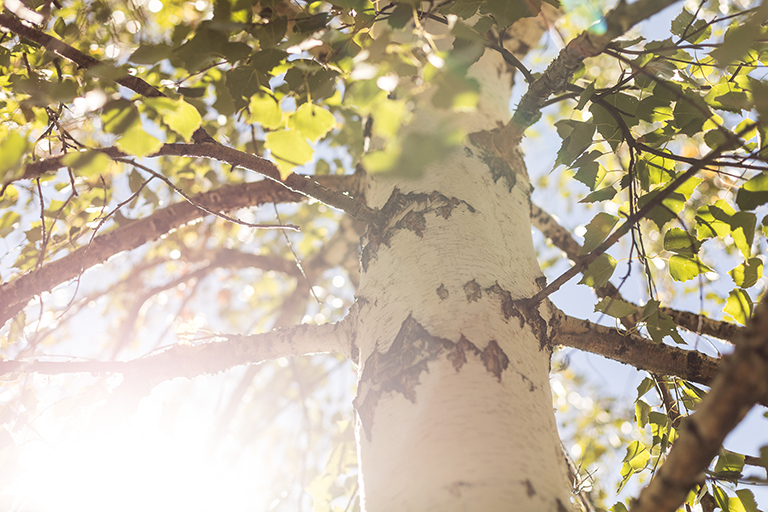 sunshine through leaves in tree