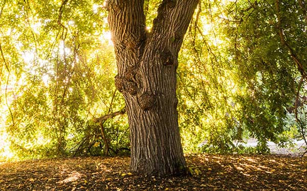 Weeping willow on Regis University Northwest Denver campus