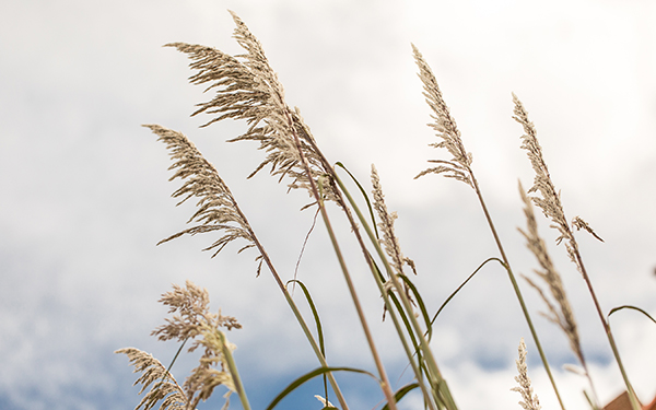 grass stalks blowing in wind