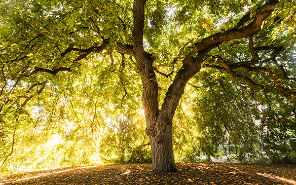 Willow tree on campus