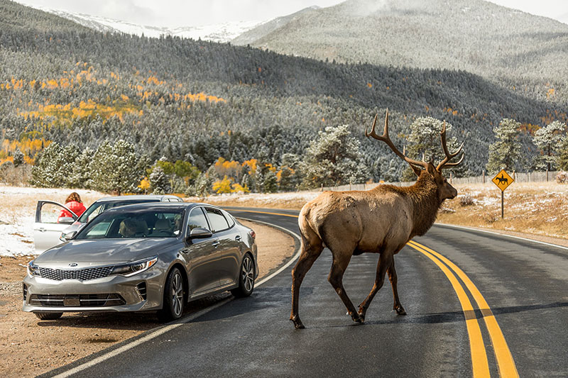 Near Estes Park, Colorado, an adult elk walks across the street