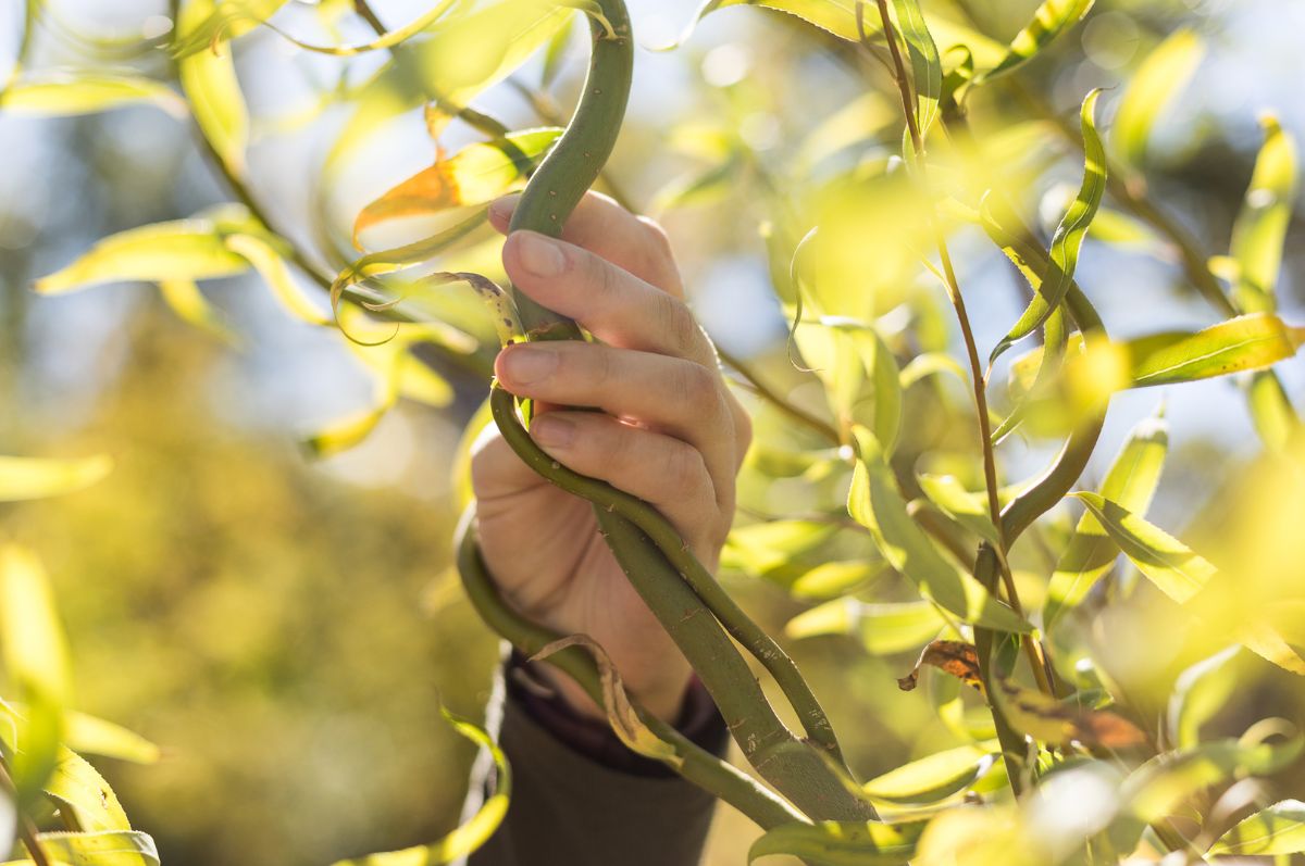 hand and leaves