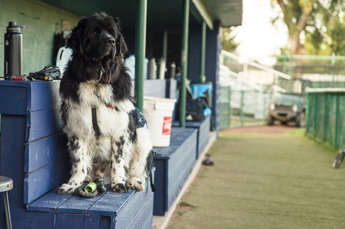 Norman rides the bench during baseball practice.