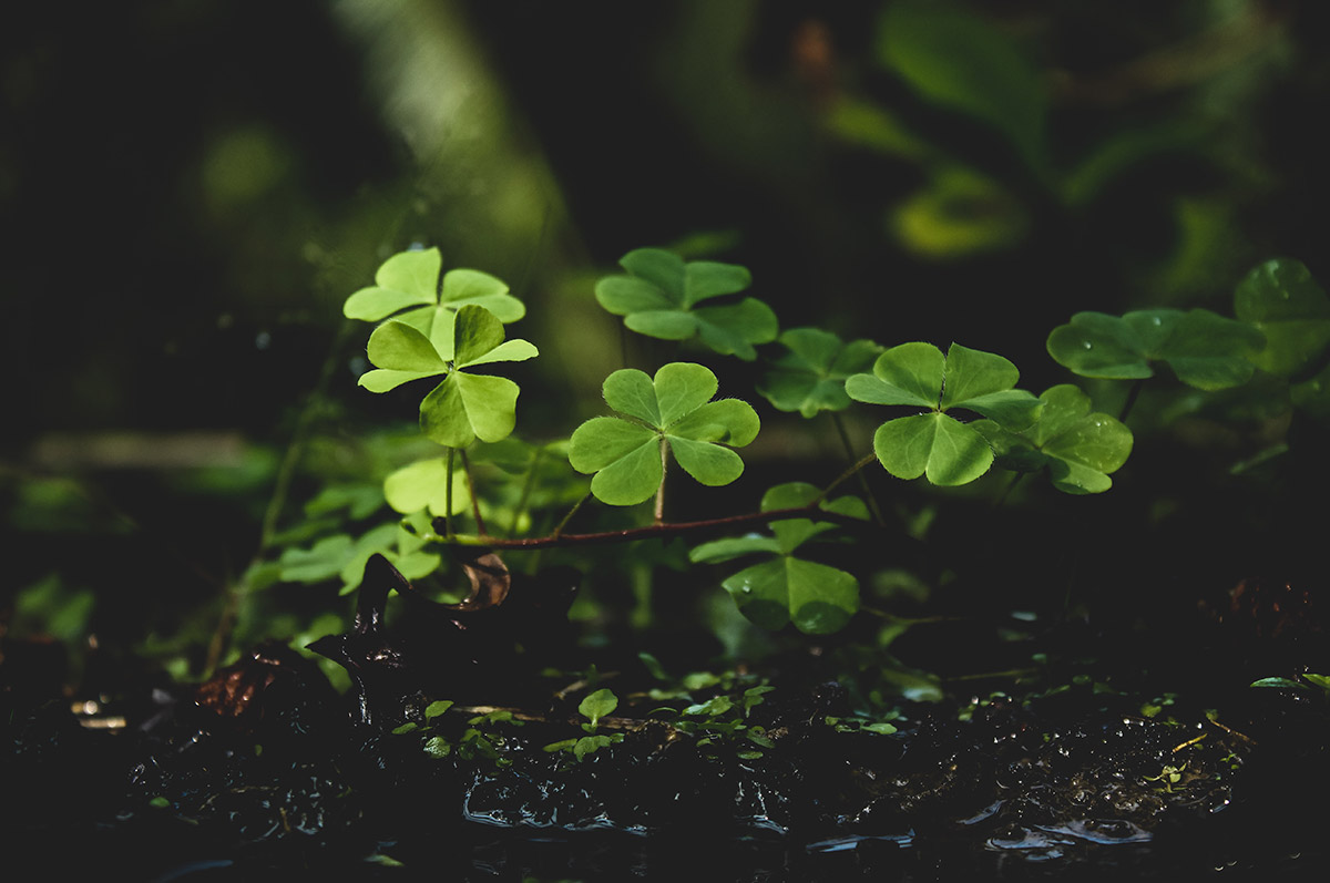 A zoomed in shot of a small cluster of three- and four-leaf clovers against a dark backdrop of soil