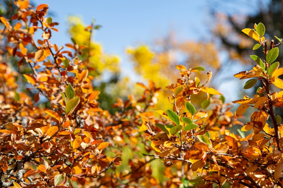 Fall leaves on Regis campus
