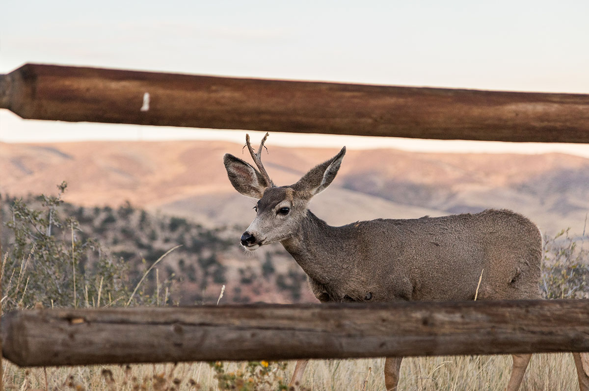 deer exploring