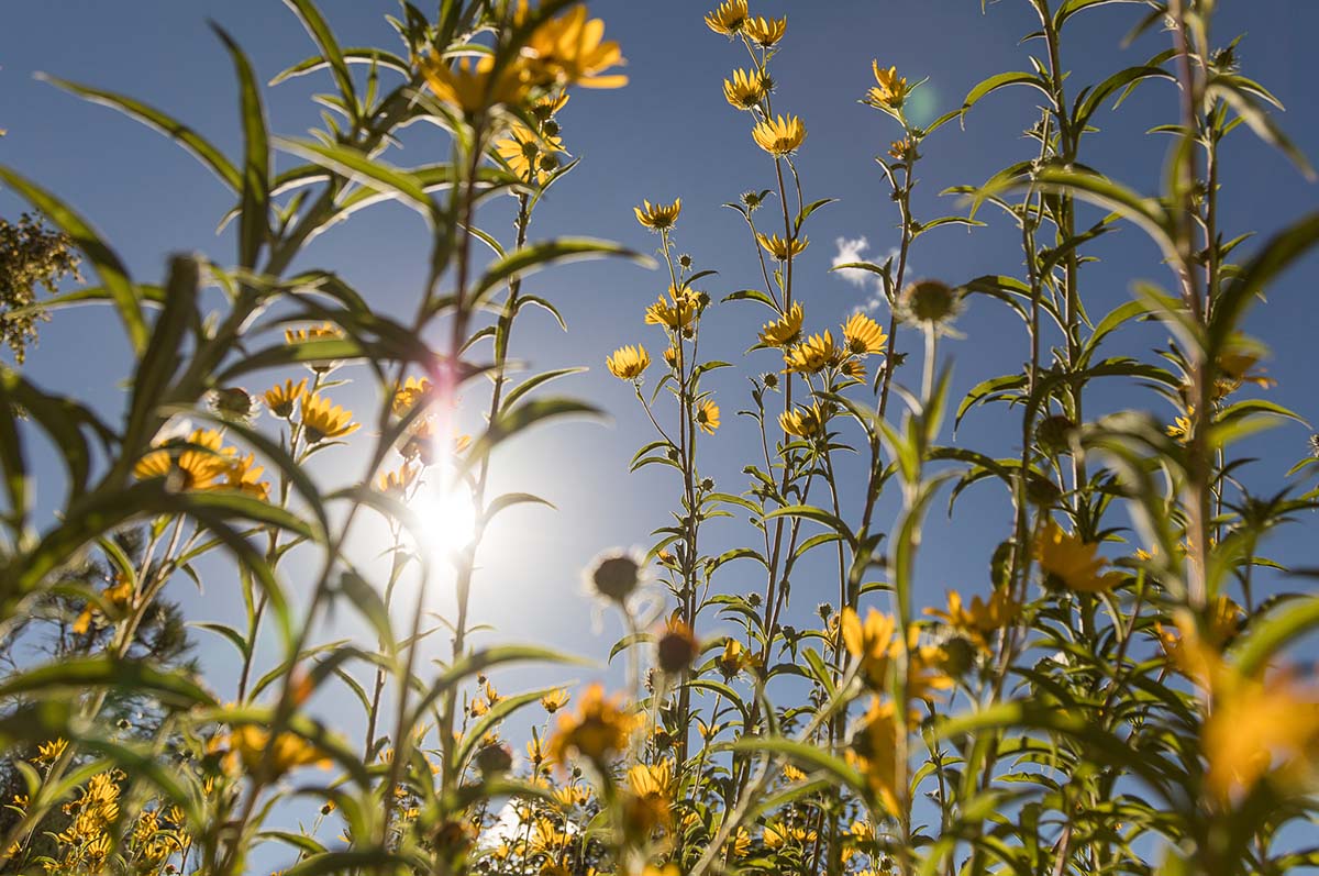 sunflowers with sun shining down on them